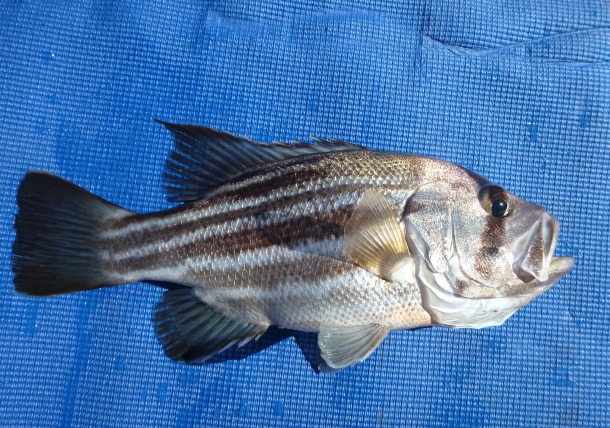 Chris Cleaver with his recently caught and released hybrid cod he likes to call a Murrout (cross between a Murray and trout cod).